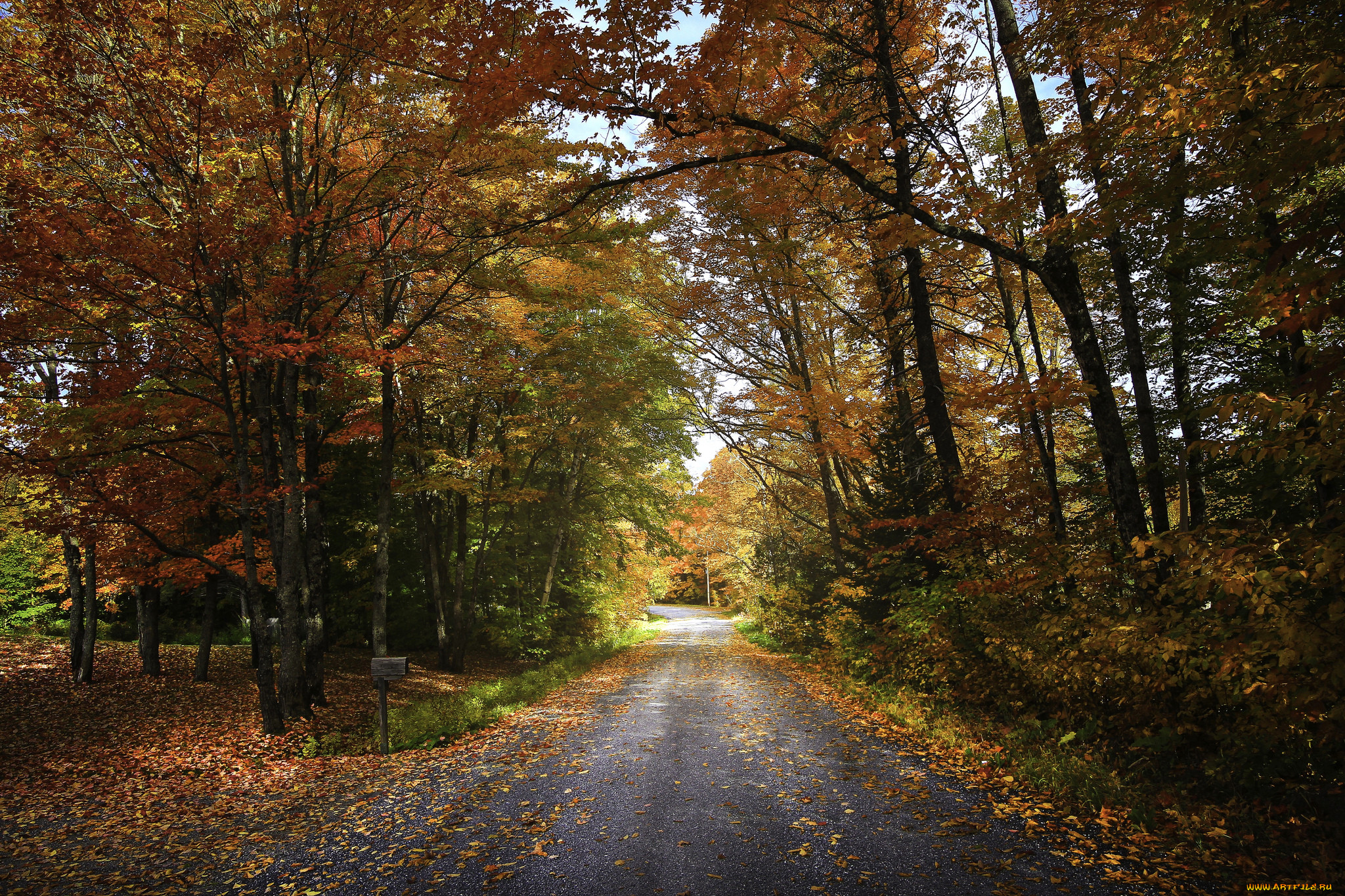 Осенняя дорога. Шипов лес осенью. Остановка рядом с лесом осень.